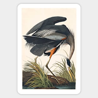 Great Blue Heron Robert Havell after John James Audubon 1834 Art Print Sticker